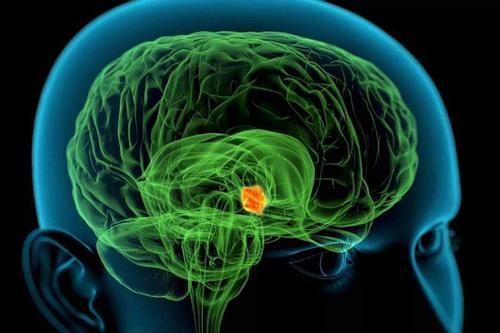 研究人员使用弓形类器官来研究下丘脑的发育和疾病