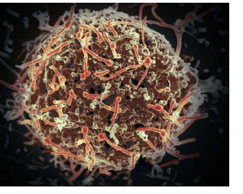 科学家们发现了埃博拉病毒对免疫系统的早期影响