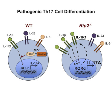 T细胞内在受体相互作用蛋白2调控病原性T辅助17细胞分化