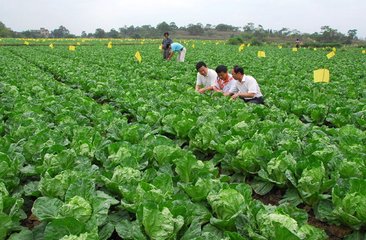 没有足够的水果 蔬菜种植来养活地球