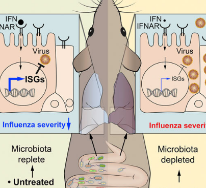 肠道细菌可刺激肺细胞中的抗病毒信号 以抵抗流感病毒