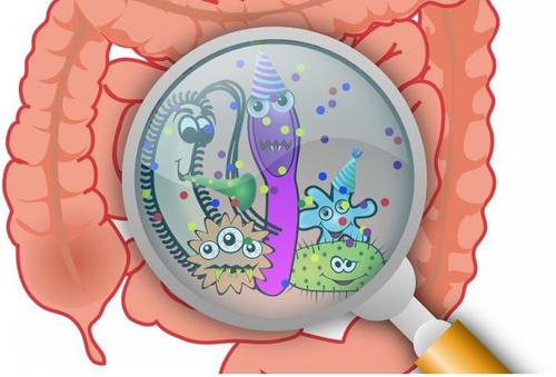 研究人员发现肠道微生物组中以前未知的反应