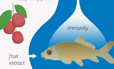 红枣提取物改善鱼的免疫系统