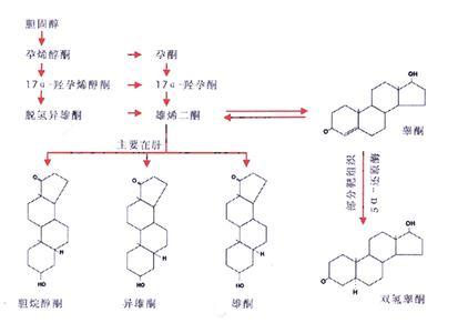 雄激素受体 前列腺癌的治疗靶点 进口到线粒体