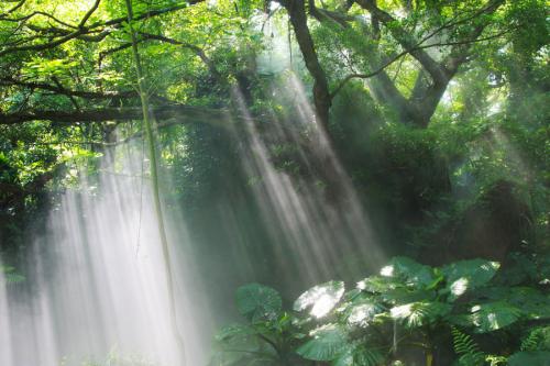 这是正常的热带雨林但在它下面隐藏着一片沼泽