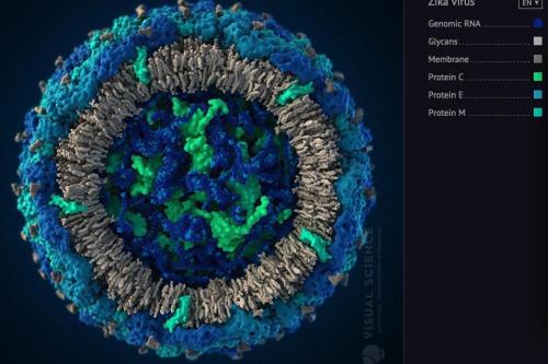 研究人员发现长期检测到阴道分泌物和全血中的寨卡病毒