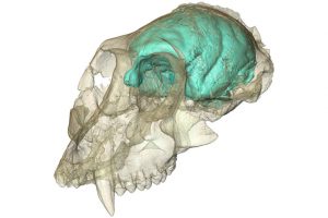 研究人员已经可视化大约1500万年前生活在肯尼亚的小灵长类动物的大脑