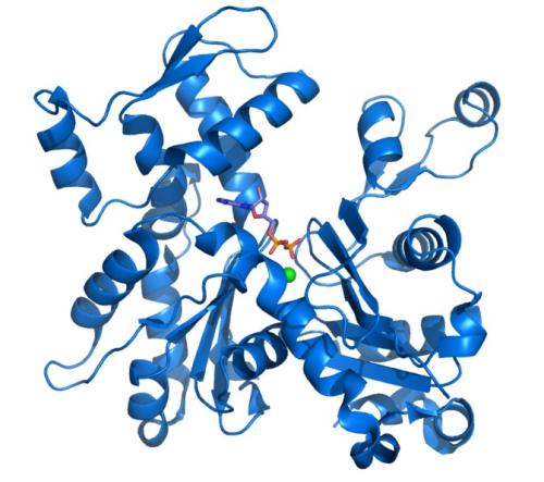 抑制AL淀粉样的错误蛋白质的分子指向新型疗法