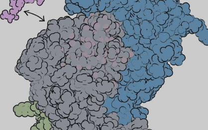 研究揭示关键免疫系统蛋白的动力学