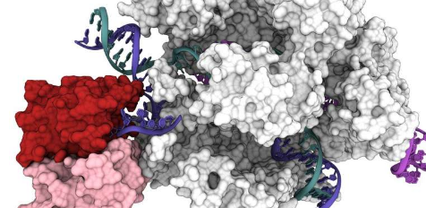 对CRISPR-Cas9工具的新理解可以改善基因编辑