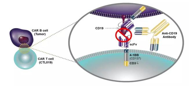 CD19 CAR NK细胞疗法临床试验显示血液癌症的令人鼓舞的结果