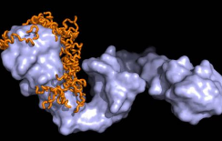 研究人员开发出一种新物质 可以解除促肿瘤蛋白的武装