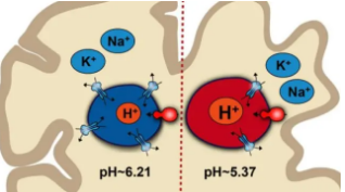 脑细胞的pH失衡可能导致阿尔茨海默氏病