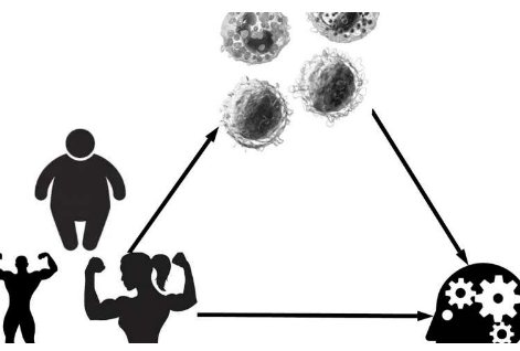 免疫系统的变化解释了为什么腹部脂肪不利于思考