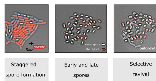 延时显微镜揭示了枯草芽孢杆菌的不同生命周期策略
