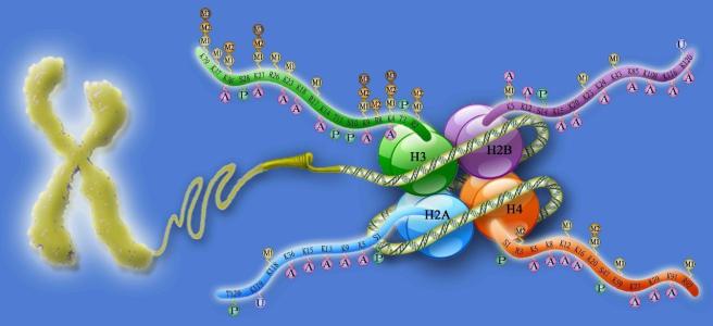 确定了染色质重塑突变的新靶点
