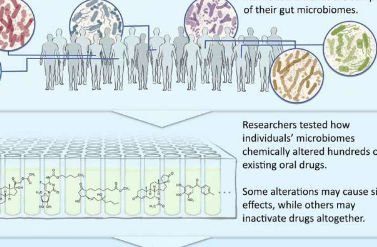 研究调查肠道微生物组改变药物安全性和功效的潜力