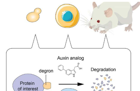 最新开发的技术可以精确 快速地降解目标蛋白质