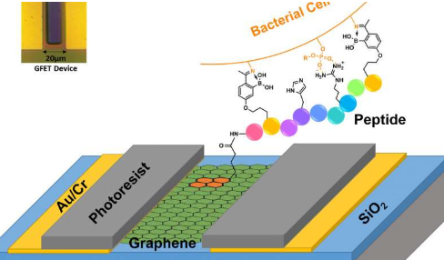 石墨烯为新平台提供了基础可选择性地识别致命的细菌菌株