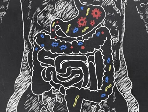 肠道微生物与黑色素瘤患者的免疫治疗反应有关