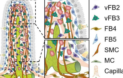 新发现的肠道细胞可培养淋巴毛细血管