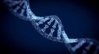 研究表明蛋白质如何阻止细胞攻击自己的DNA