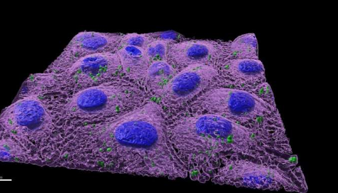 纳米塑料改变肠道微生物组并威胁人类健康