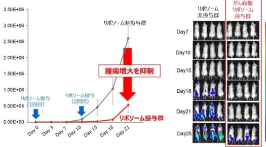 东芝与信州大学联合开发用于基因治疗的肿瘤脂质体技术