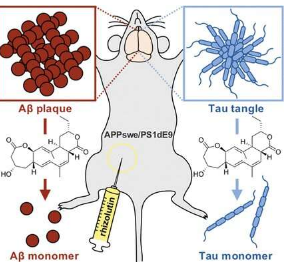 根除细菌对抗阿尔茨海默氏症 根瘤菌素可解离β和tau聚集体