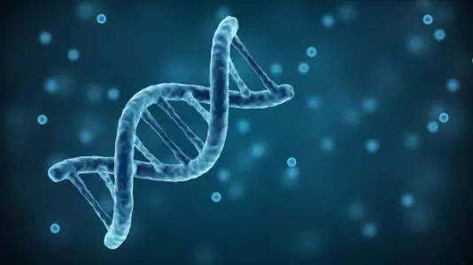 科学家揭示蛋白质如何协同修复DNA