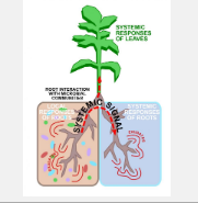 细菌影响者根际微生物组介导根代谢产物渗出