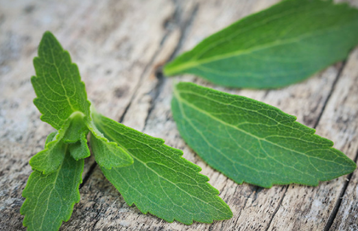 科学家们研究了甜叶菊强烈甜味背后的分子机制