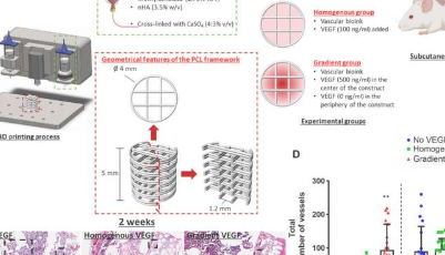 用3D生物打印时空定义的生长因子模式控制组织再生