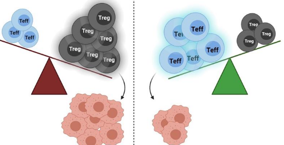 阻断一些T细胞可能会释放免疫系统的全部力量对抗癌症