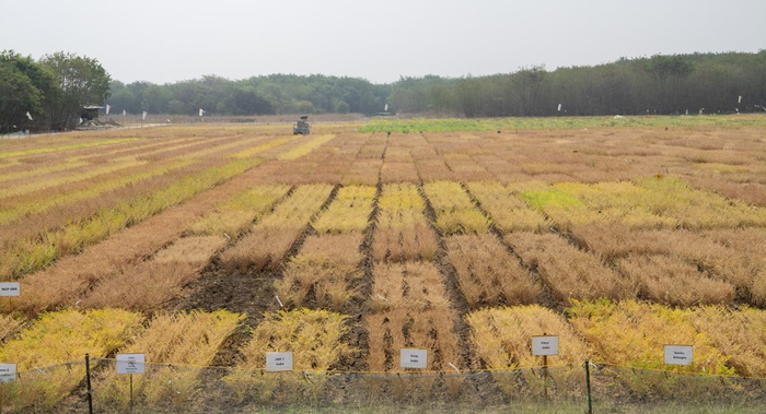 最大的植物基因组测序工作产生了鹰嘴豆的泛基因组