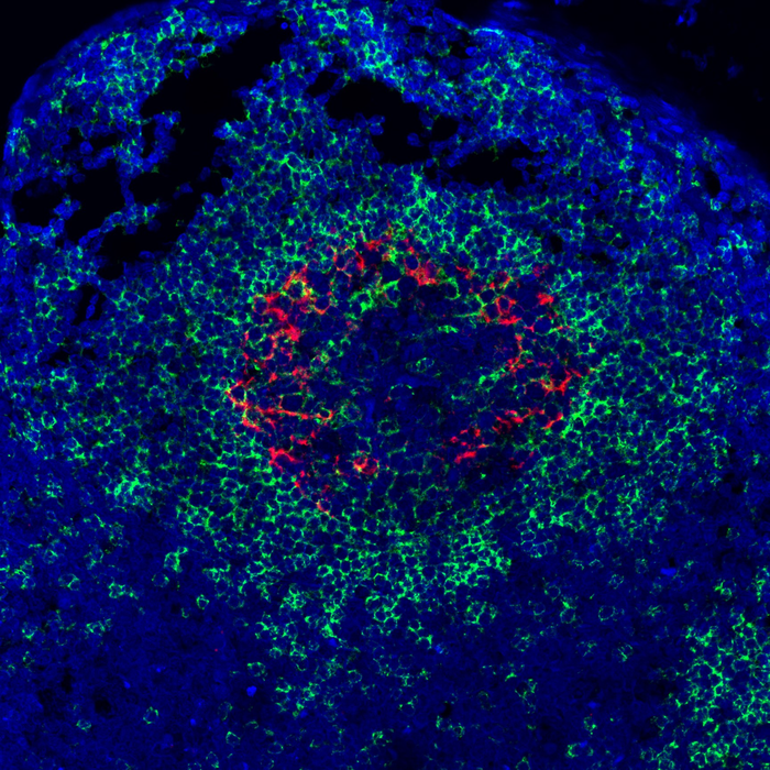 科学家确定了两种新兴蜱传出血病毒的动物模型