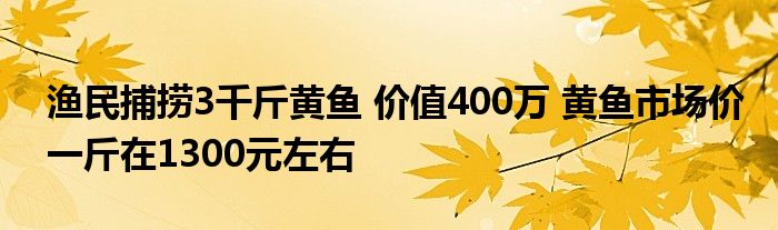 渔民捕捞3千斤黄鱼 价值400万 黄鱼市场价一斤在1300元左右