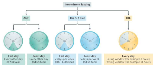 研究小组为间歇性禁食提供指南和建议