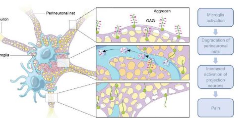 发现神经损伤后脊髓中小胶质细胞的激活导致疼痛过敏