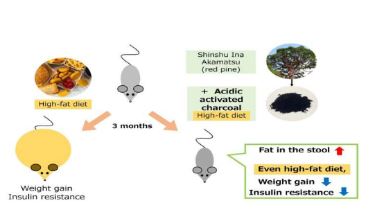 酸性活性炭可防止高脂饮食小鼠的体重增加和胰岛素抵抗