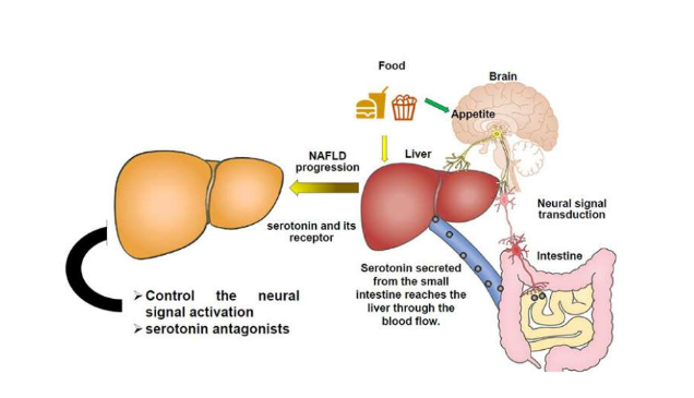 肠外周神经轴通过肝 HTR2A 参与非酒精性脂肪性肝病病理