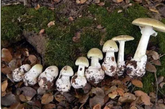 很多毒蘑菇和食用菌形態(tài)相似普通人在野外難以區(qū)分