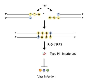 研究人员发现了一种新型 RNA 可抑制广泛的病毒感染