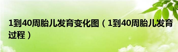 1到40周胎儿发育变化图（1到40周胎儿发育过程）