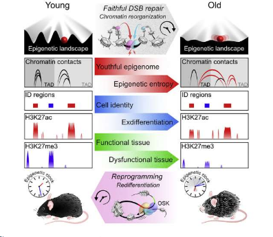 表观遗传信息的丢失会导致衰老 恢复可以逆转它