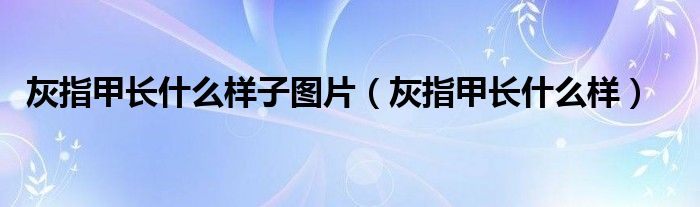 灰指甲长什么样子图片（灰指甲长什么样）