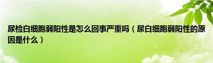 尿检白细胞弱阳性是怎么回事严重吗（尿白细胞弱阳性的原因是什么）