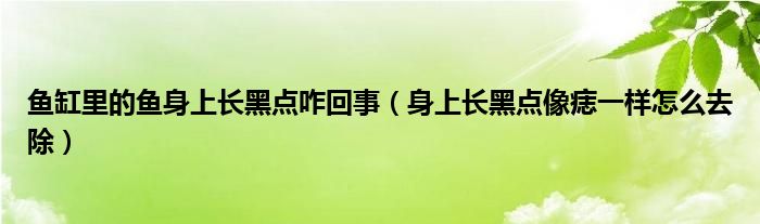 鱼缸里的鱼身上长黑点咋回事（身上长黑点像痣一样怎么去除）