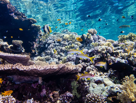 沿海光污染欺骗珊瑚礁 影响繁殖成功