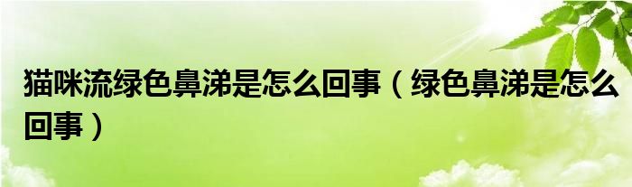 猫咪流绿色鼻涕是怎么回事（绿色鼻涕是怎么回事）